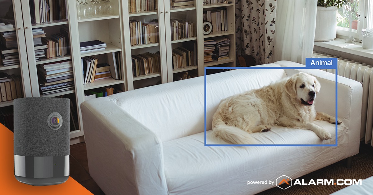 Pet Owner Video Analytics dog on the couch alarm.com